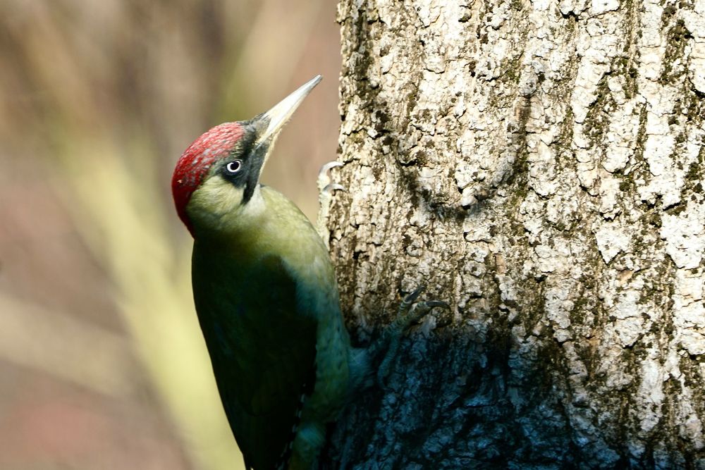 Grünspecht (Picus viridis)