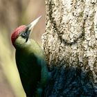 Grünspecht (Picus viridis)