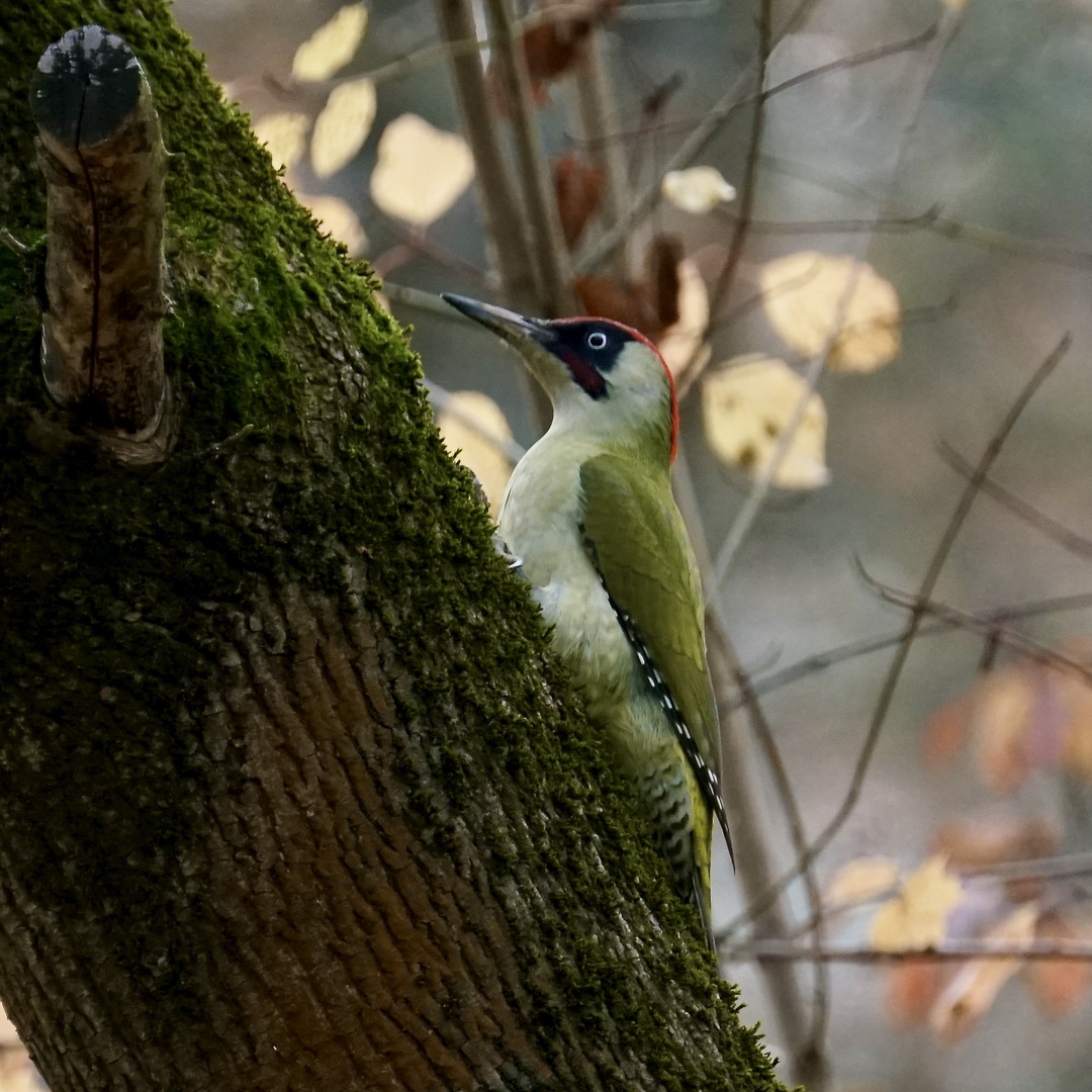 Grünspecht (Picus viridis)