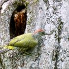 Grünspecht (Picus viridis)