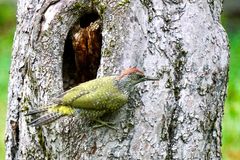 Grünspecht (Picus viridis)