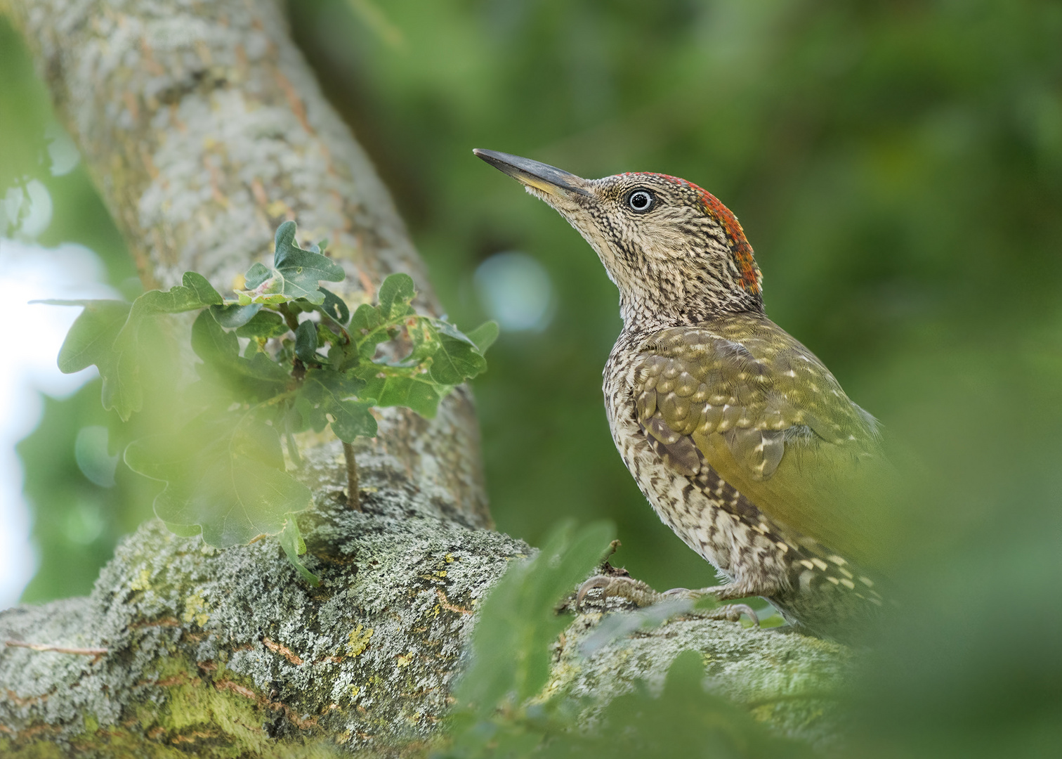 Grünspecht (Picus viridis)