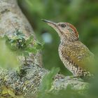 Grünspecht (Picus viridis)