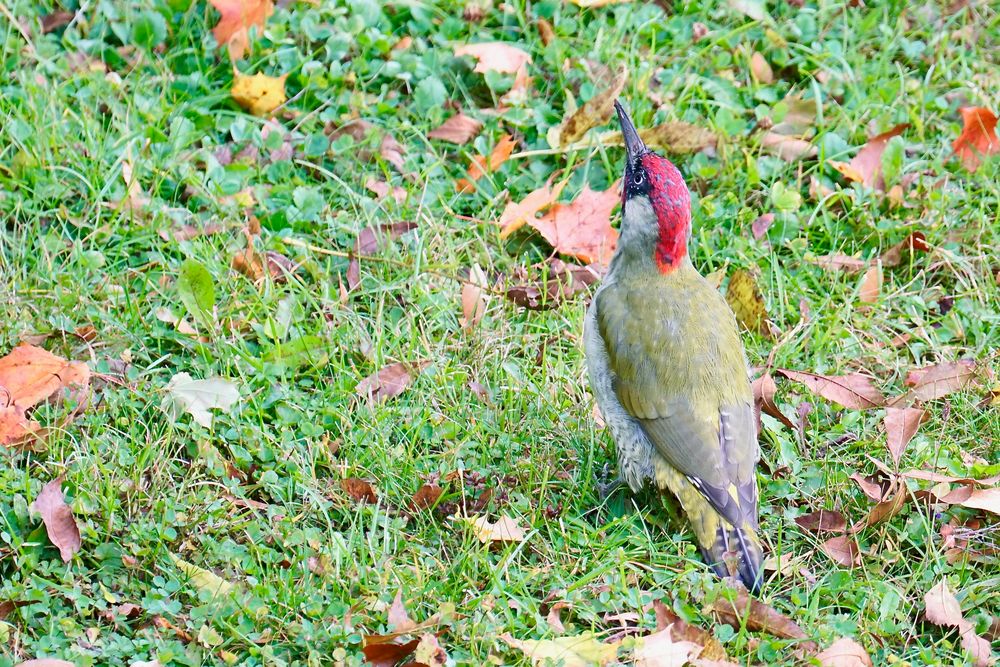 Grünspecht (Picus viridis)