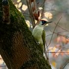 Grünspecht (Picus viridis)