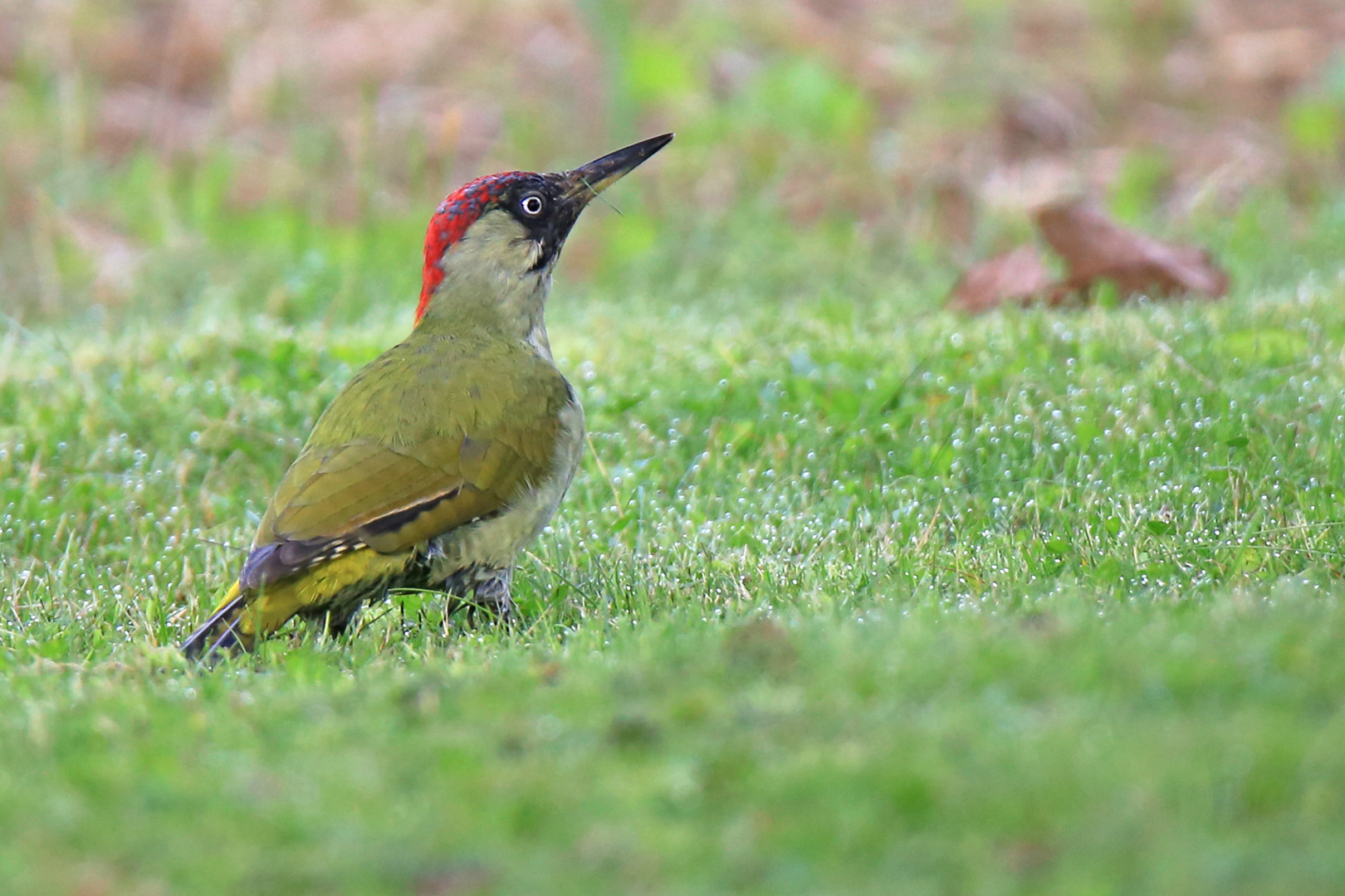 Grünspecht (Picus viridis)