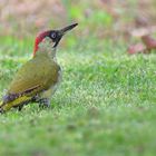 Grünspecht (Picus viridis)