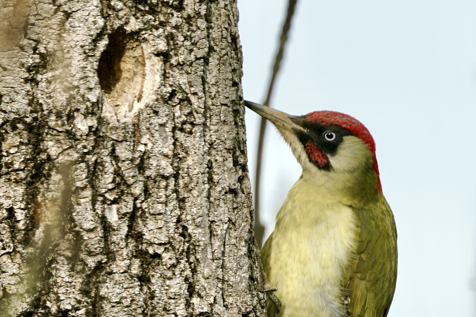 Grünspecht (Picus viridis)