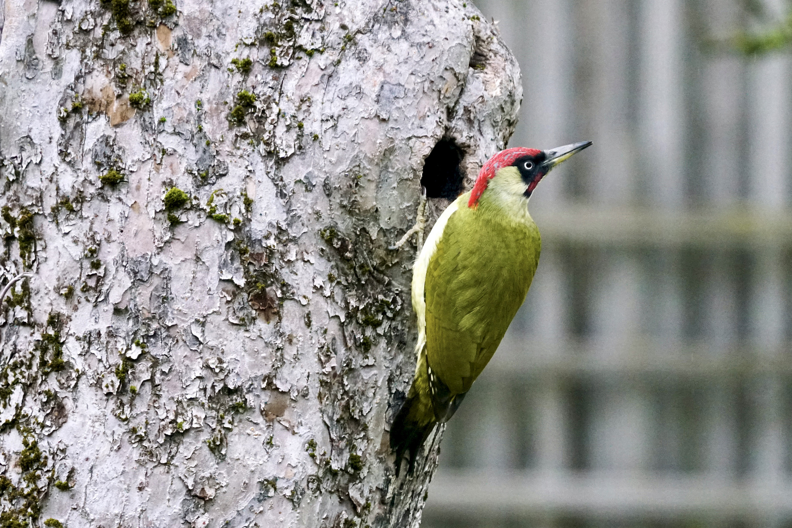 Grünspecht (Picus viridis)