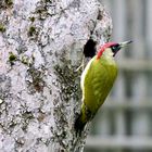 Grünspecht (Picus viridis)