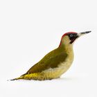 Grünspecht (Picus viridis) / green woodpecker (Picus viridis)