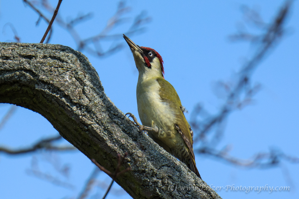 Grünspecht (Picus viridis) - Männchen