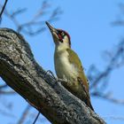 Grünspecht (Picus viridis) - Männchen