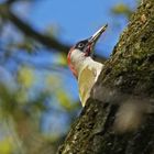 Grünspecht (Picus viridis), Männchen