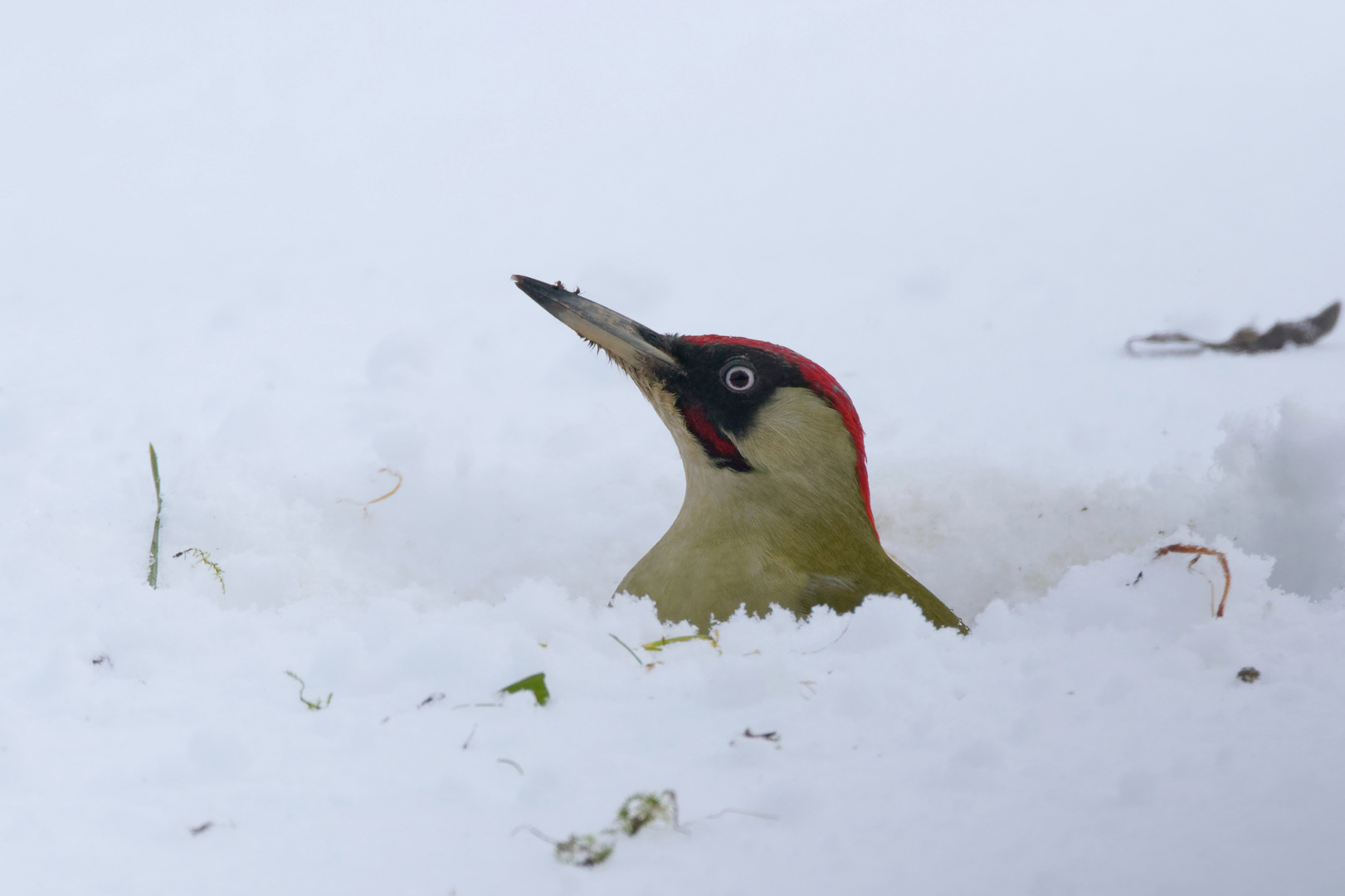 Grünspecht - Picus viridis - mit Ameisen auf dem Schnabel 