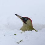 Grünspecht - Picus viridis - mit Ameisen auf dem Schnabel 