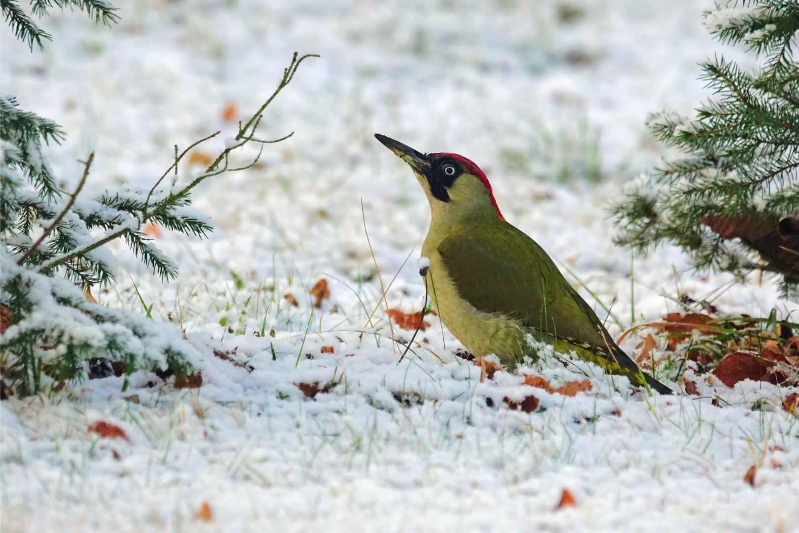 Grünspecht - Picus viridis - Weibchen 