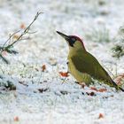 Grünspecht - Picus viridis - Weibchen 