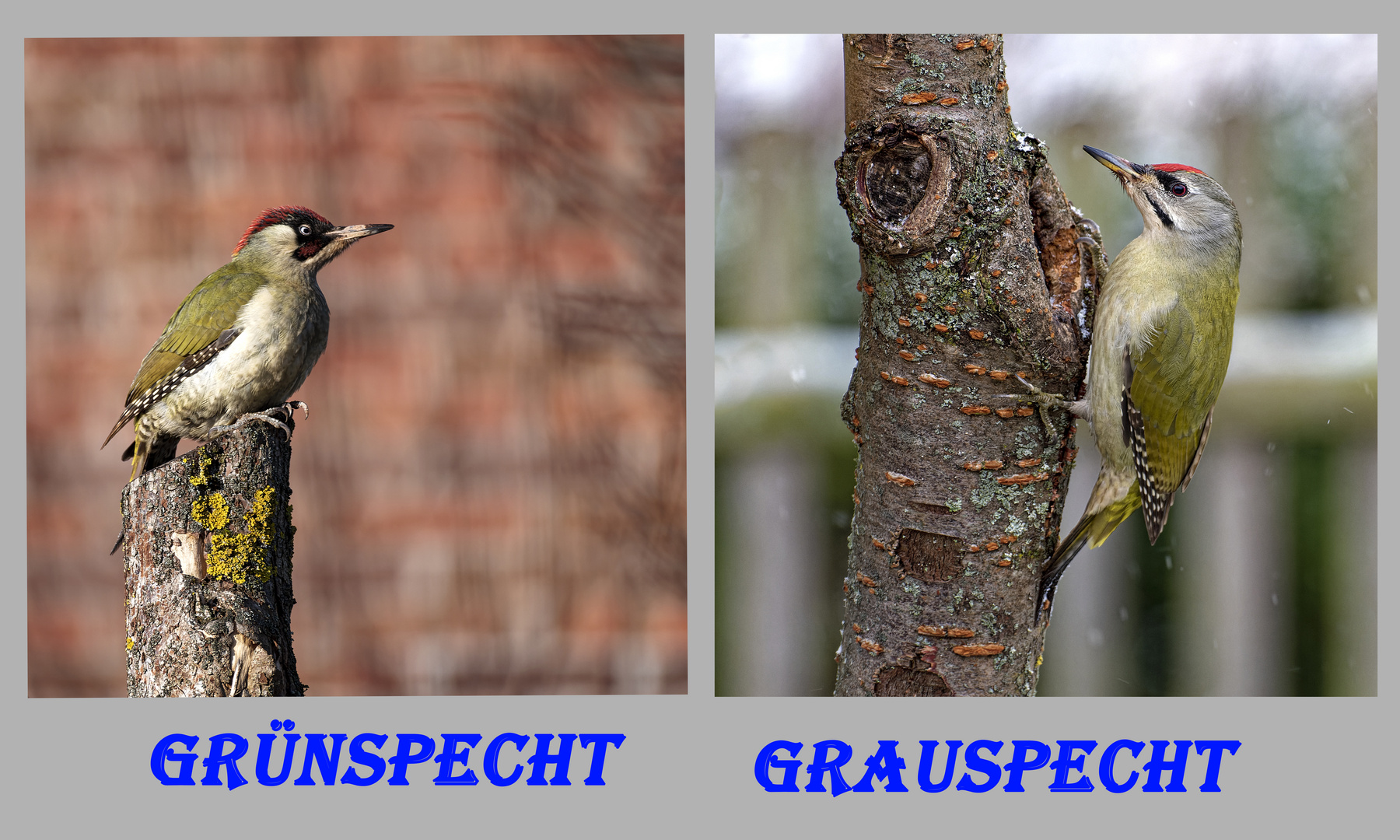 Grünspecht und Grauspecht