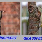 Grünspecht und Grauspecht