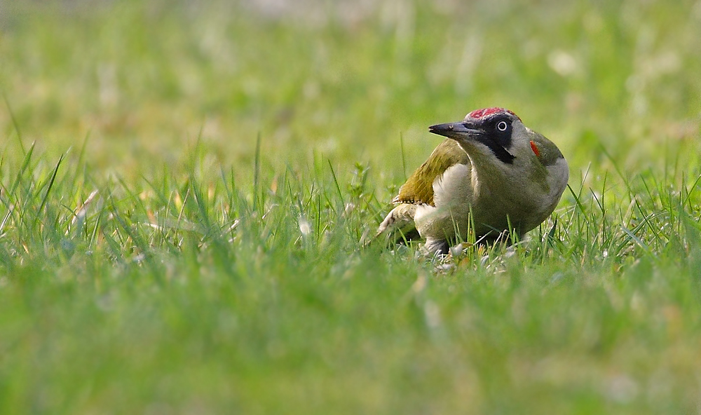 GRÜNSPECHT - Vogel des Jahres 2014