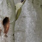 Grünspecht vor seiner Höhle im Buchenwald