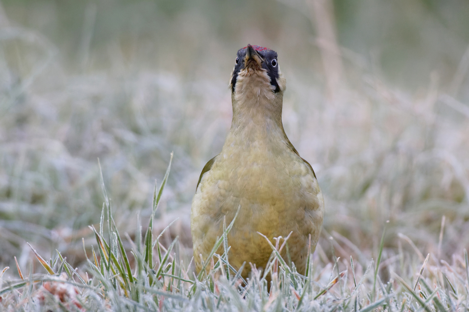 Grünspecht (w) - Picus viridis - am Morgen 