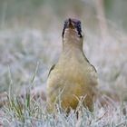 Grünspecht (w) - Picus viridis - am Morgen 