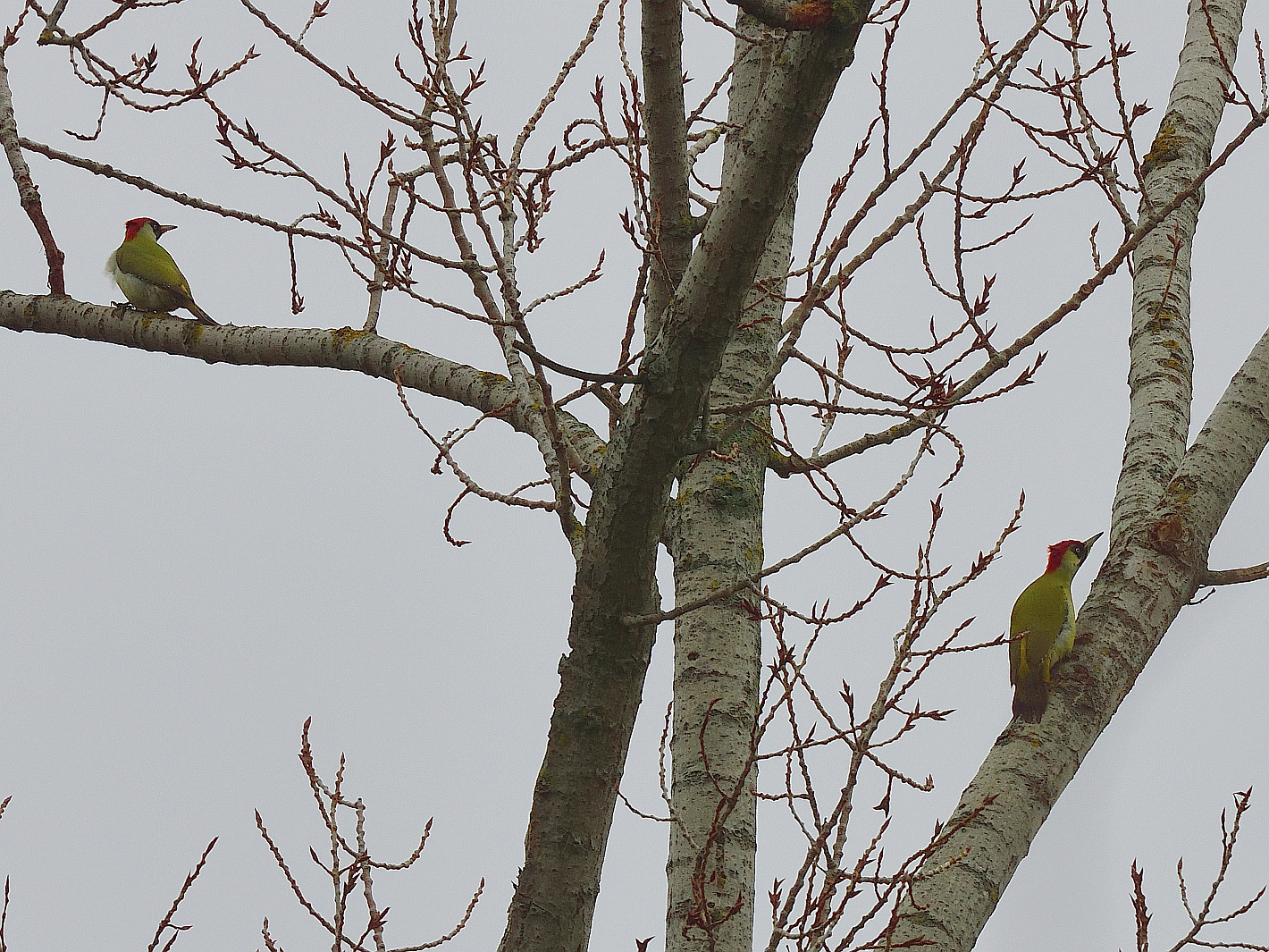 Grünspecht x2 (Picus viridis), European green woodpecker, Pito real