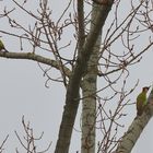 Grünspecht x2 (Picus viridis), European green woodpecker, Pito real