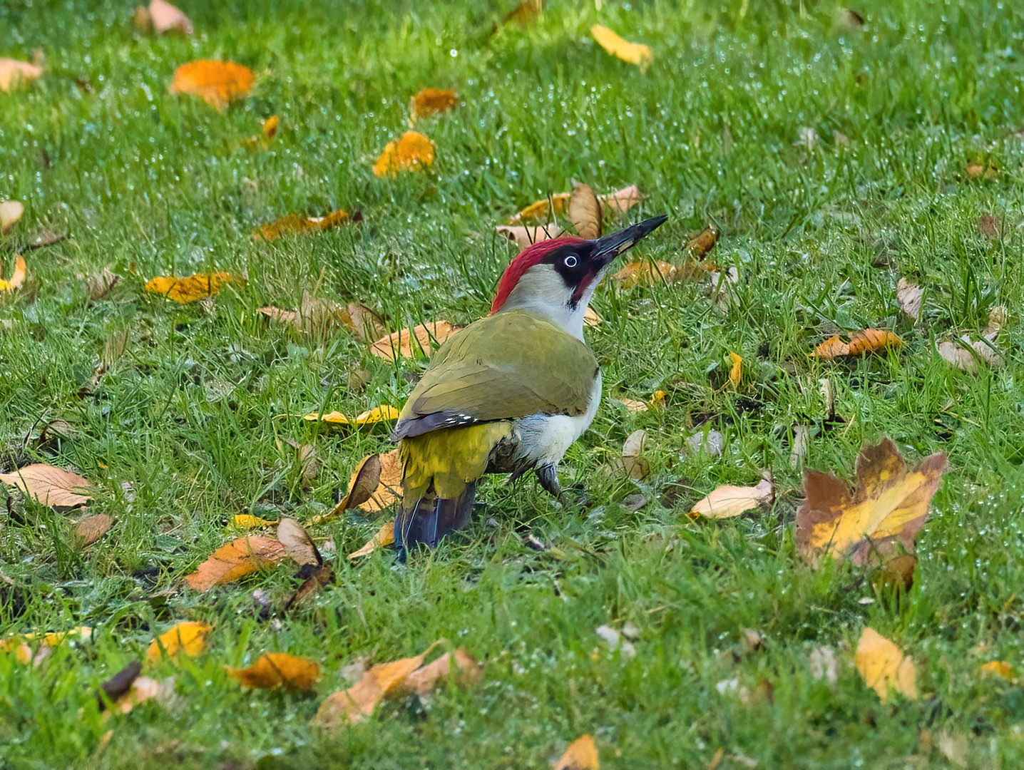 Grünspecht zu Besuch im Garten Foto & Bild tiere, wildlife, wild