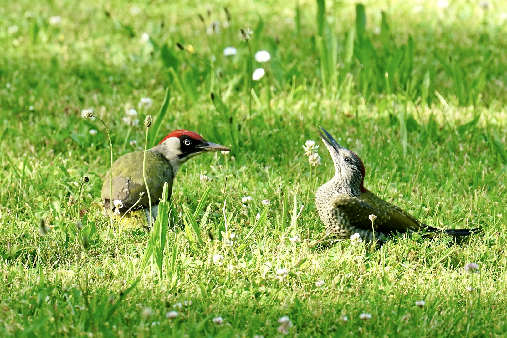 Grünspechte