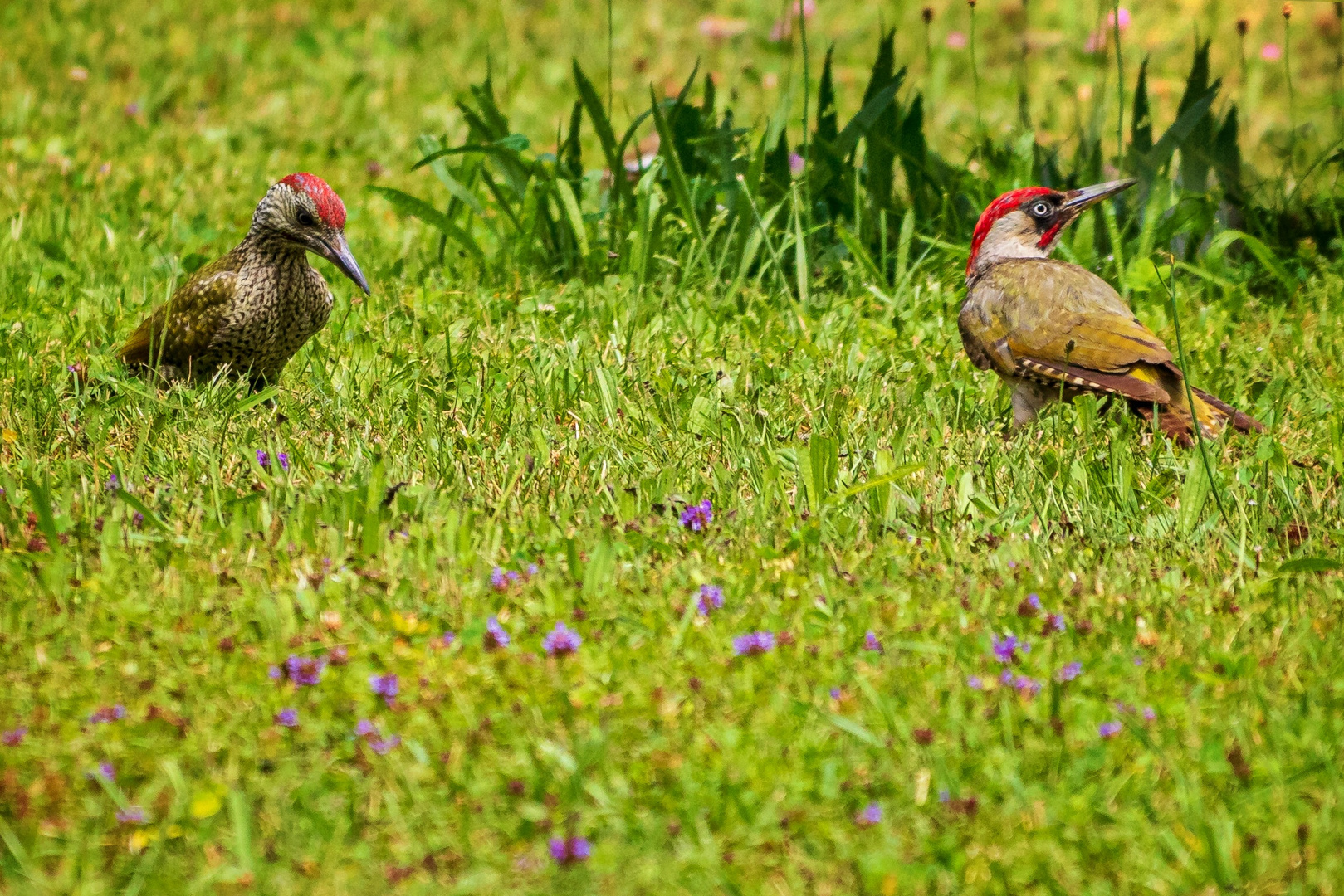 Grünspechte auf der Wiese