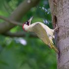 Grünspechtmännchen am Brutbaum