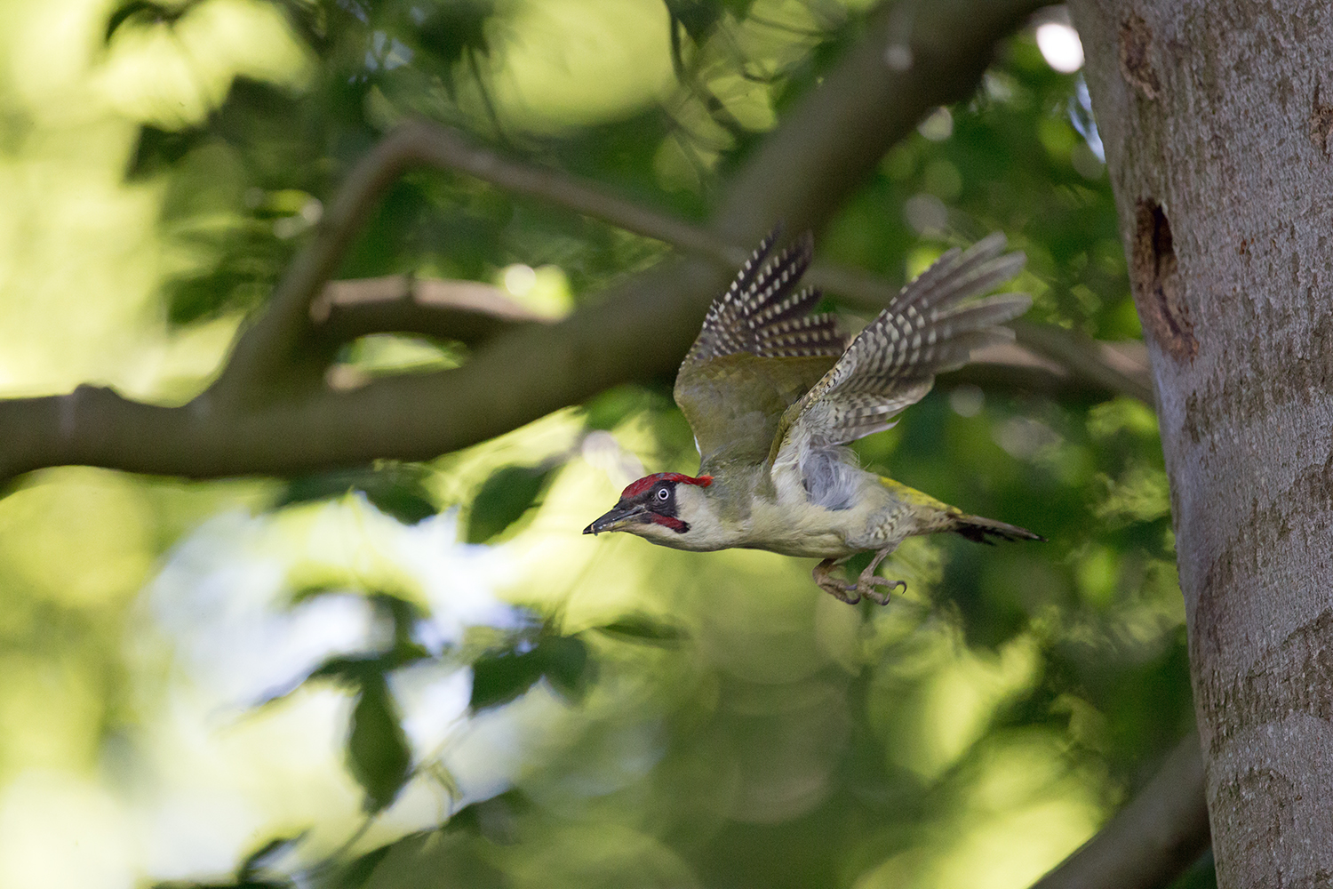 Grünspechtmännchen - Flugstudie