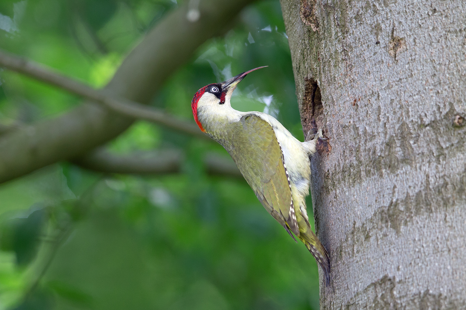 Grünspechtmännchen zeigt seine lange Zunge