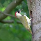 Grünspechtmännchen zeigt seine lange Zunge