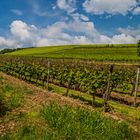 Grünstadt-Sausenheim Höllenpfad Weinwanderung