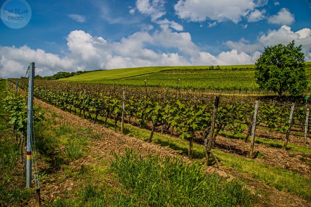 GrünstadtSausenheim Höllenpfad Weinwanderung Foto & Bild mittelhardt