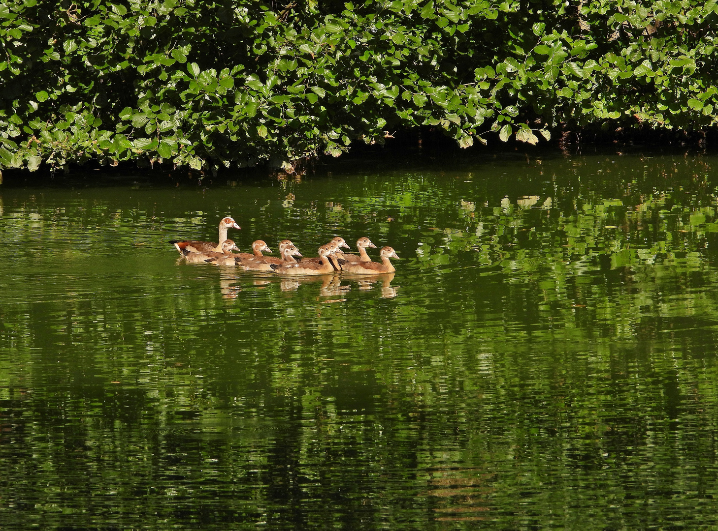 Grünstich_03: Nilgänse