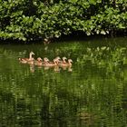 Grünstich_03: Nilgänse