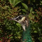 Grünstich_04: Pfau 