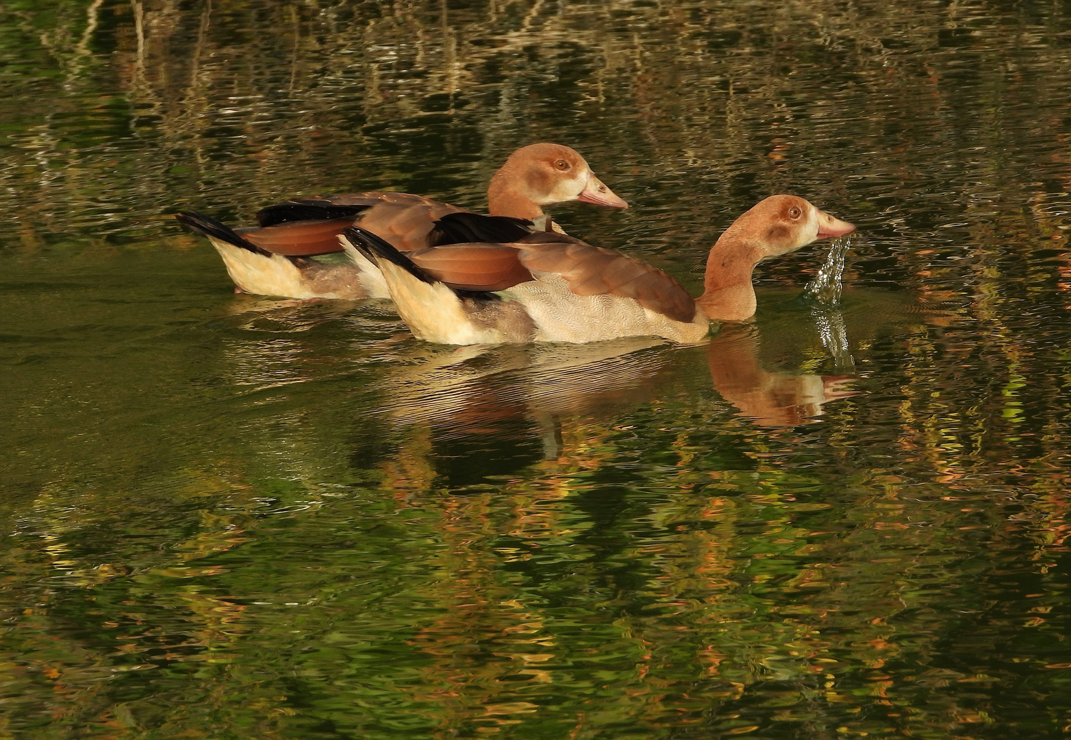 Grünstich_15: Nilgänse