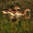 Grünstich_15: Nilgänse