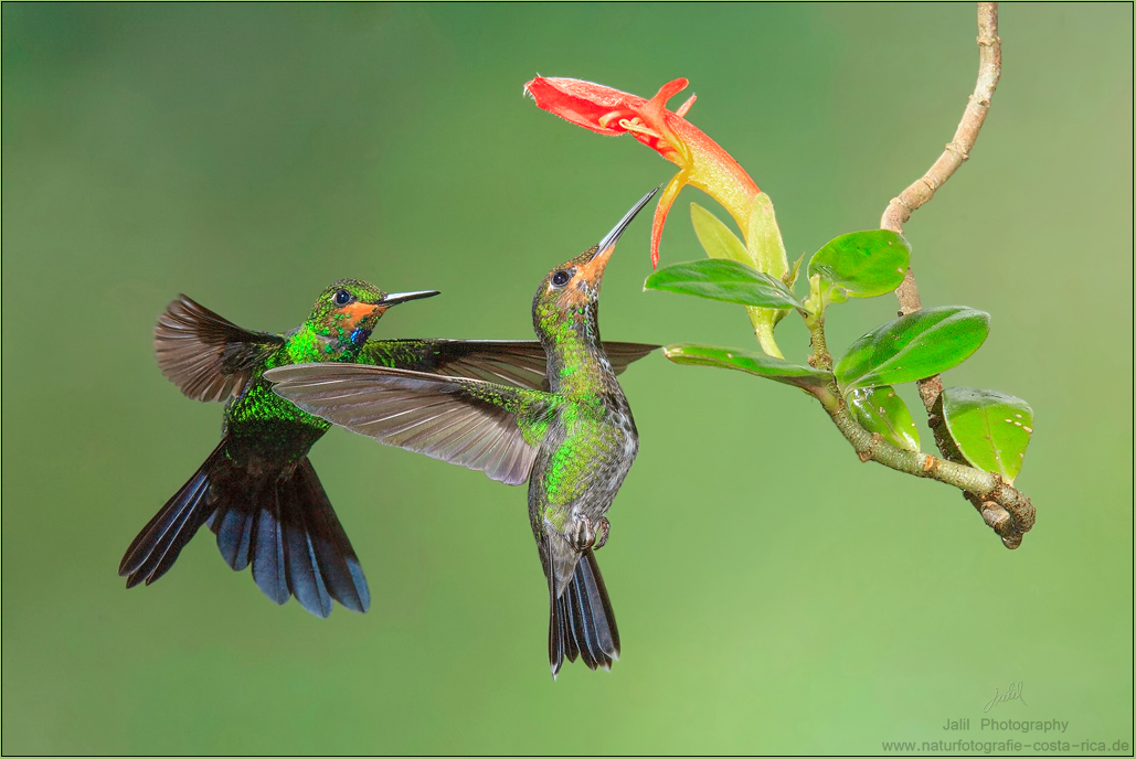 Grünstirn-Brillantkolibri