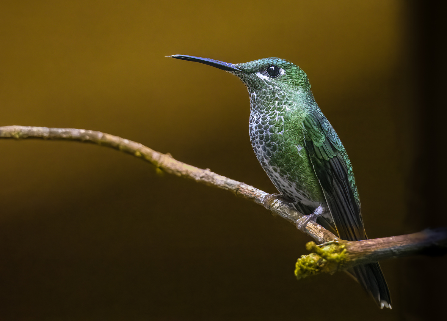 Grünstirn-Brillantkolibri