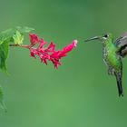 Grünstirn-Brillantkolibri