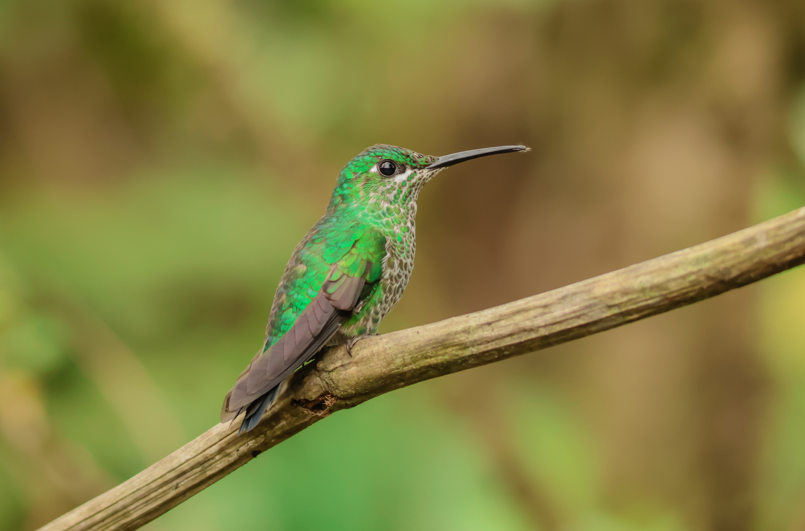 Grünstirn - Brillantkolibri