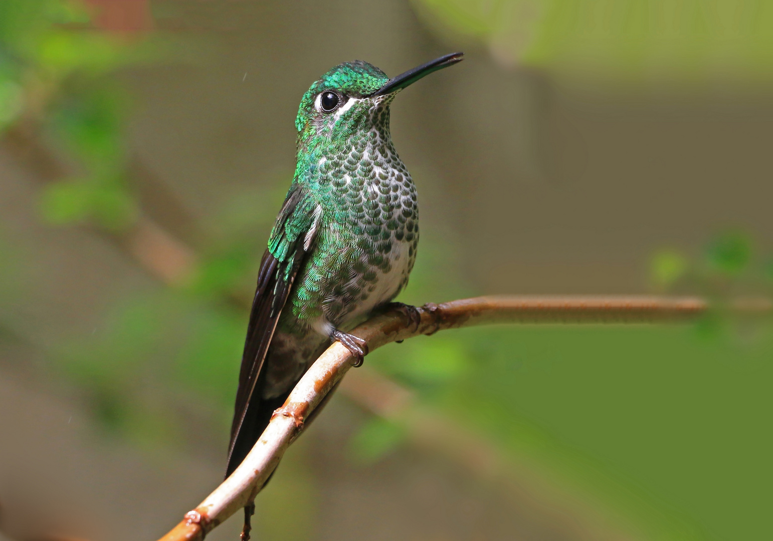 Grünstirn-Brilliantkolibri (female) 