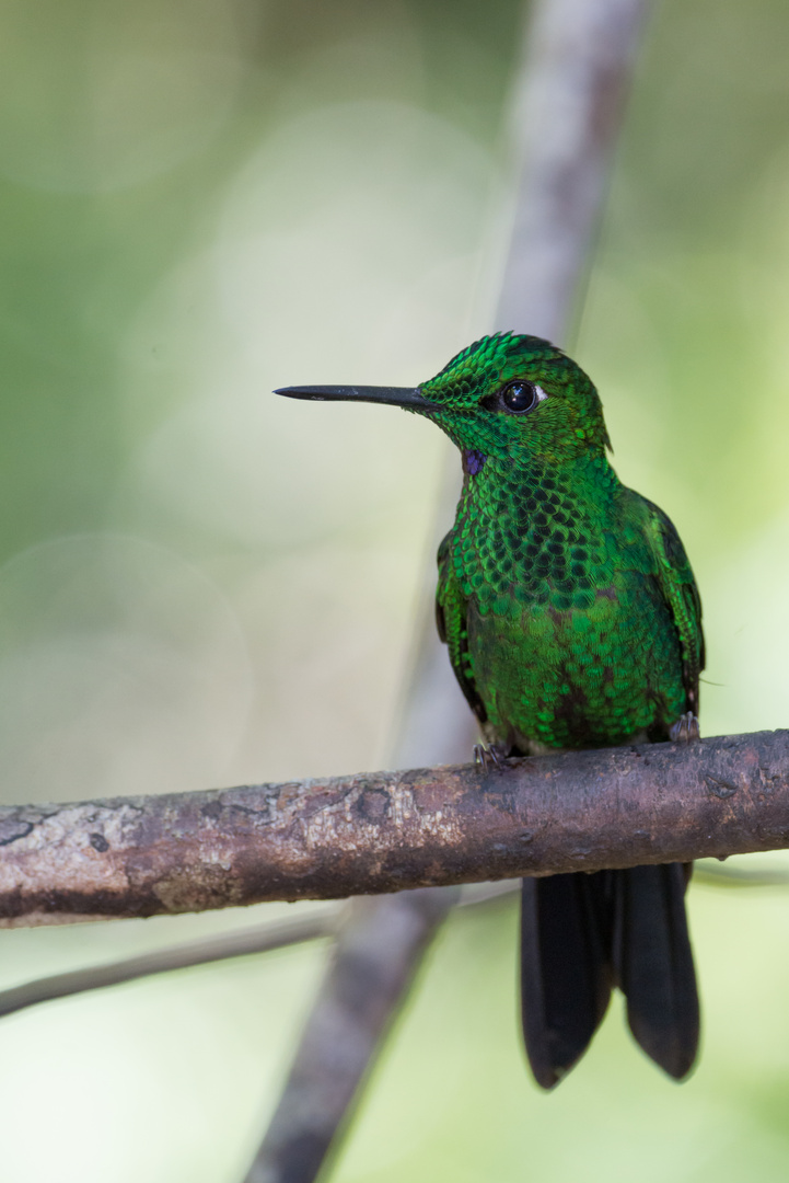 Grünstirn-Brilliantkolibri (Heliodoxa jacula) in Biologische Reservat Monteverde, Costa Rica